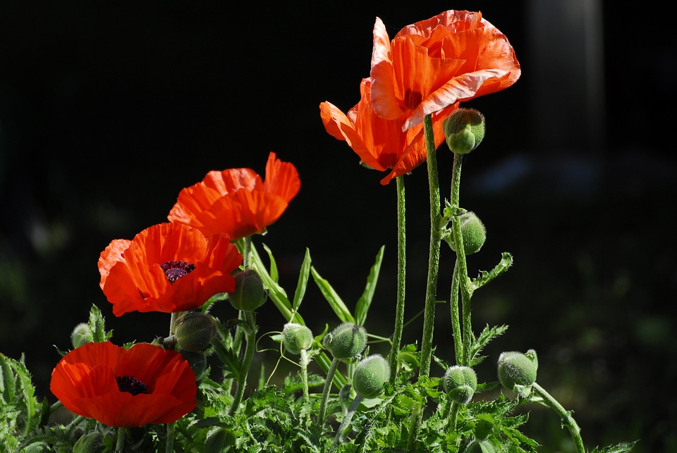 Red poppy poppy flower klatschmohn