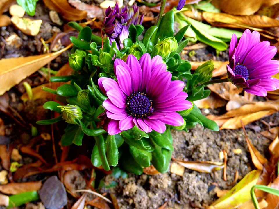 Beautiful Flowers blooming blossom