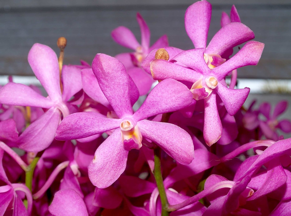 Beautiful beautiful flowers beautiful photo