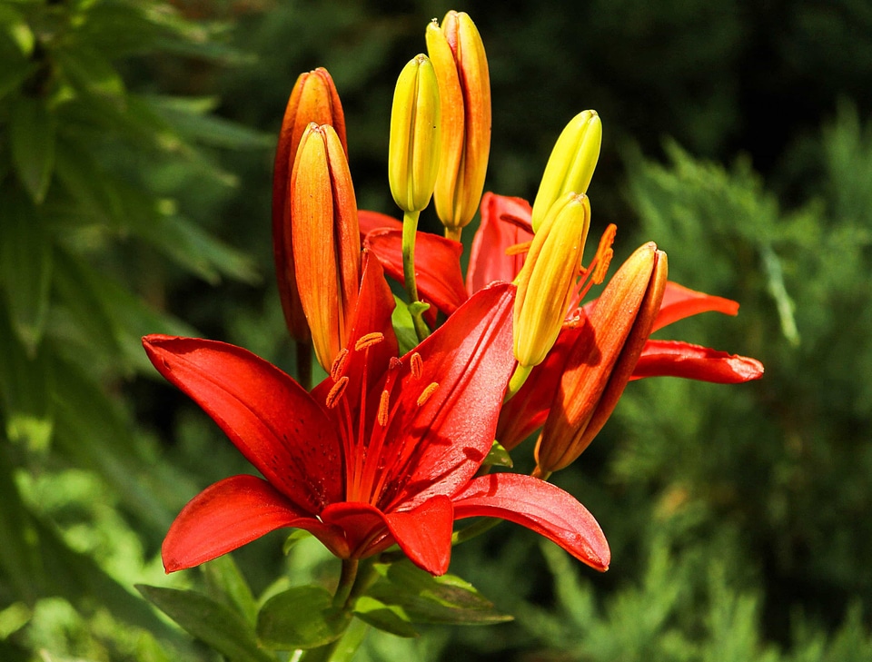 Beautiful beautiful flowers beautiful photo