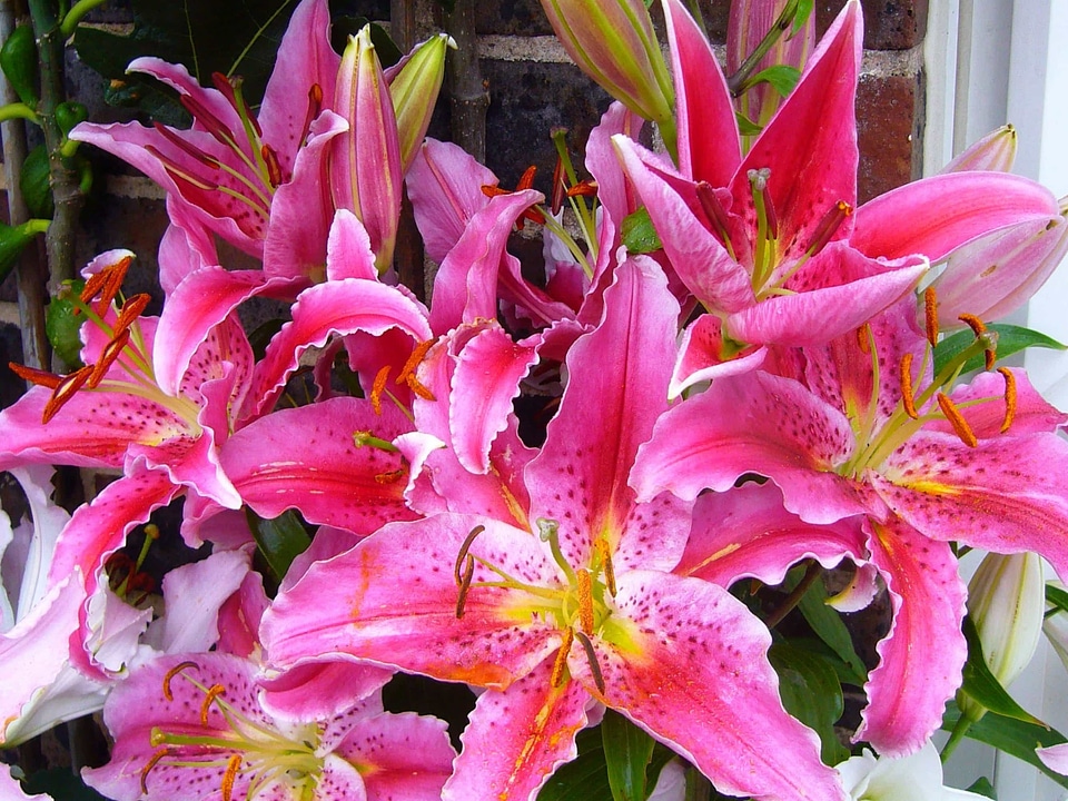 Beautiful beautiful flowers beautiful photo