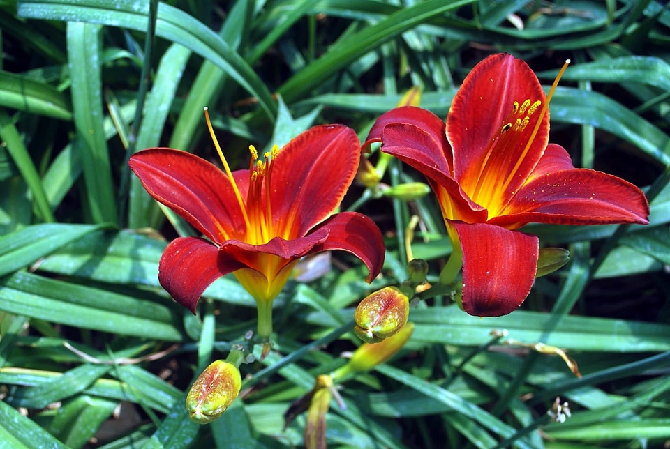 Beautiful Flowers biology bloom