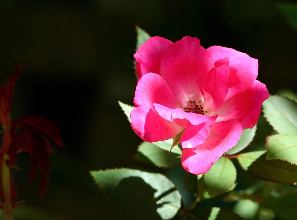 Beautiful Flowers biology bloom