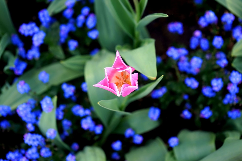 Beautiful Flowers biology bloom