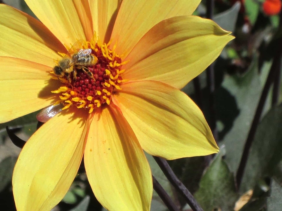 Beautiful Flowers bee biology