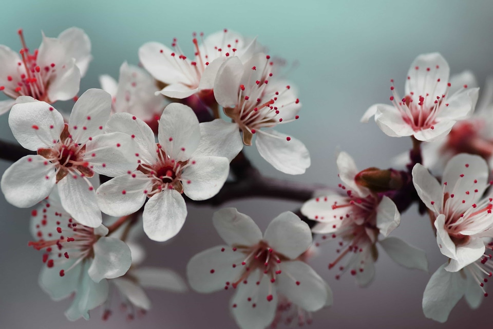 Apple beautiful beautiful flowers