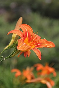 Beautiful Flowers bloom blooming