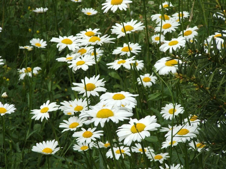 Beautiful beautiful flowers bloom