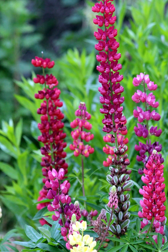 Beautiful beautiful flowers bloom