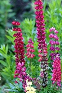 Beautiful beautiful flowers bloom