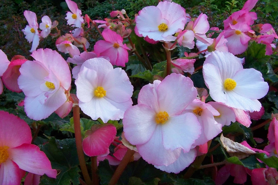 Beautiful beautiful flowers begonia photo