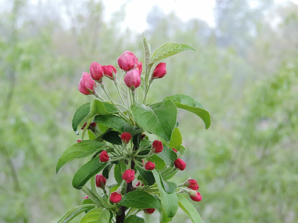 Agriculture apple berry