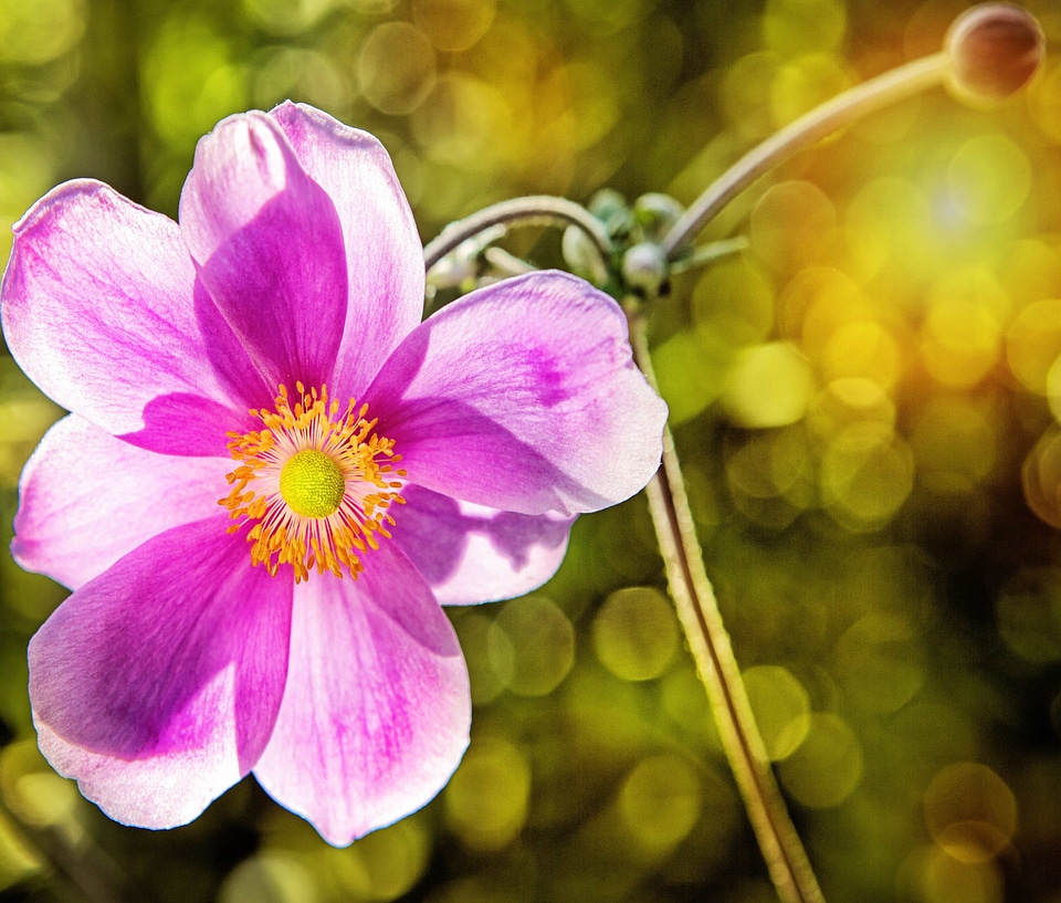 Beautiful beautiful flowers bloom