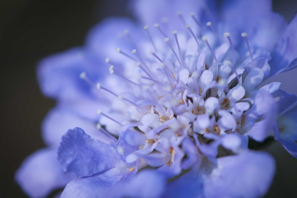 Beautiful Flowers blooming blossom