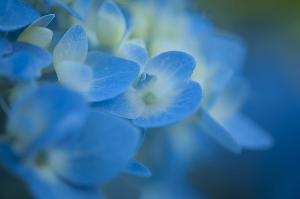 Beautiful beautiful flowers blooming