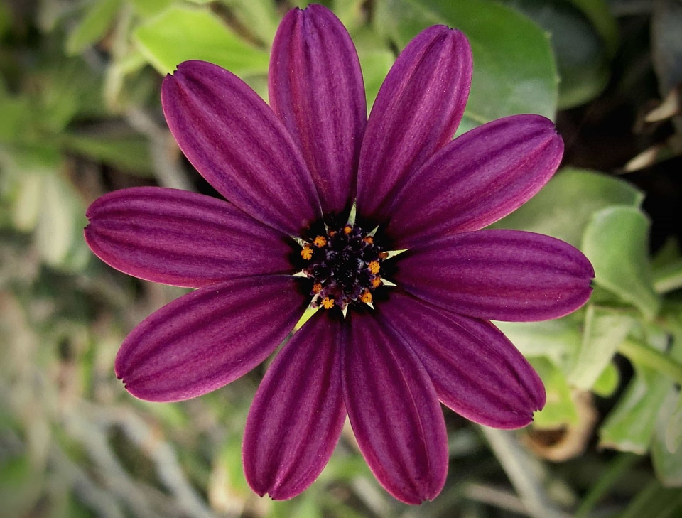 Beautiful beautiful flowers beautiful photo