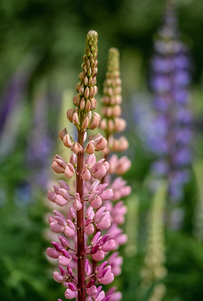 Beautiful Flowers bloom blooming