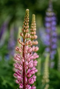Beautiful Flowers bloom blooming
