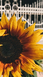 Beautiful beautiful flowers blooming