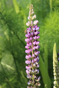 Beautiful Flowers blooming blossom
