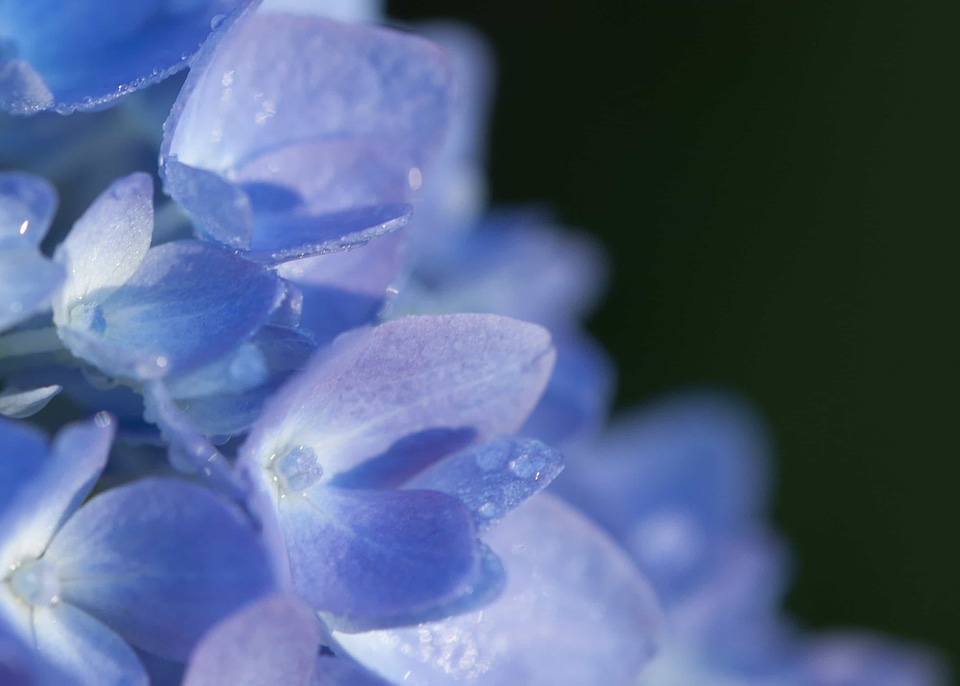 Beautiful beautiful flowers blooming