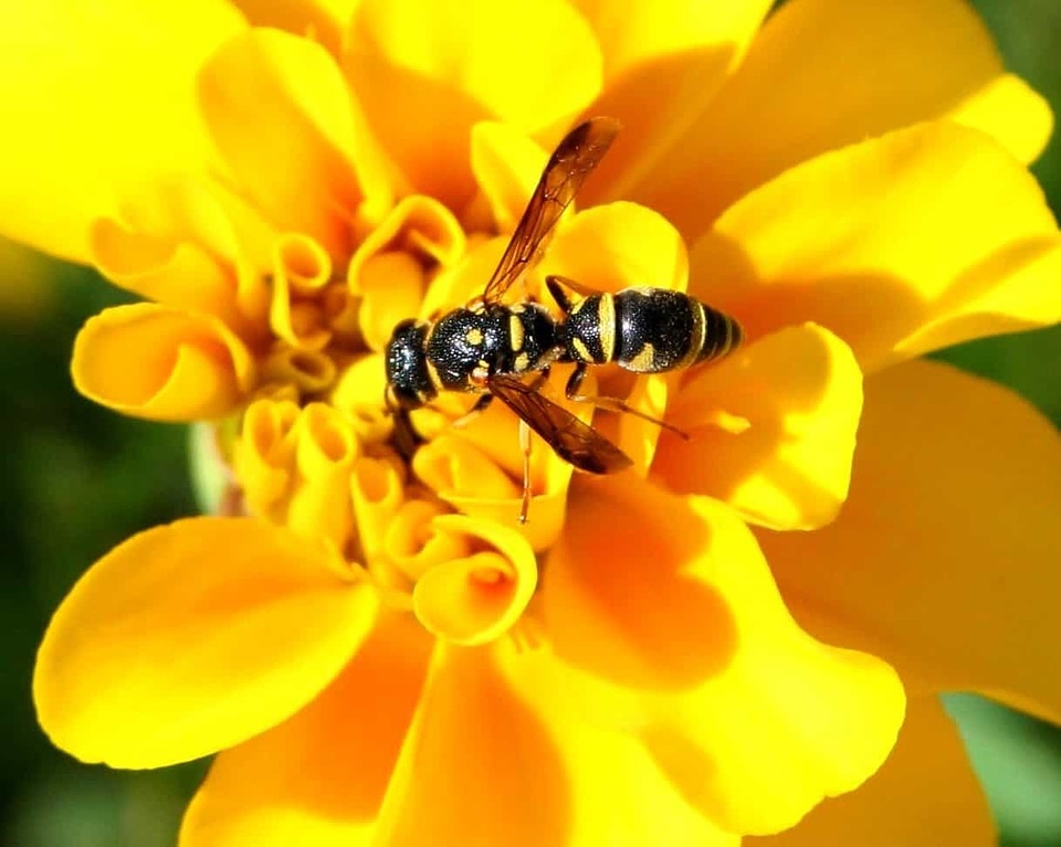 Animal arthropod beautiful flowers