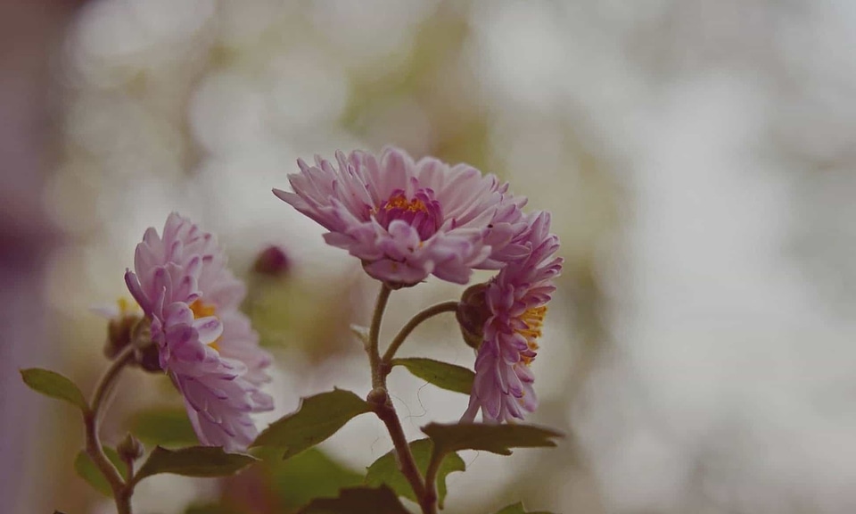 Beautiful Flowers bloom blooming