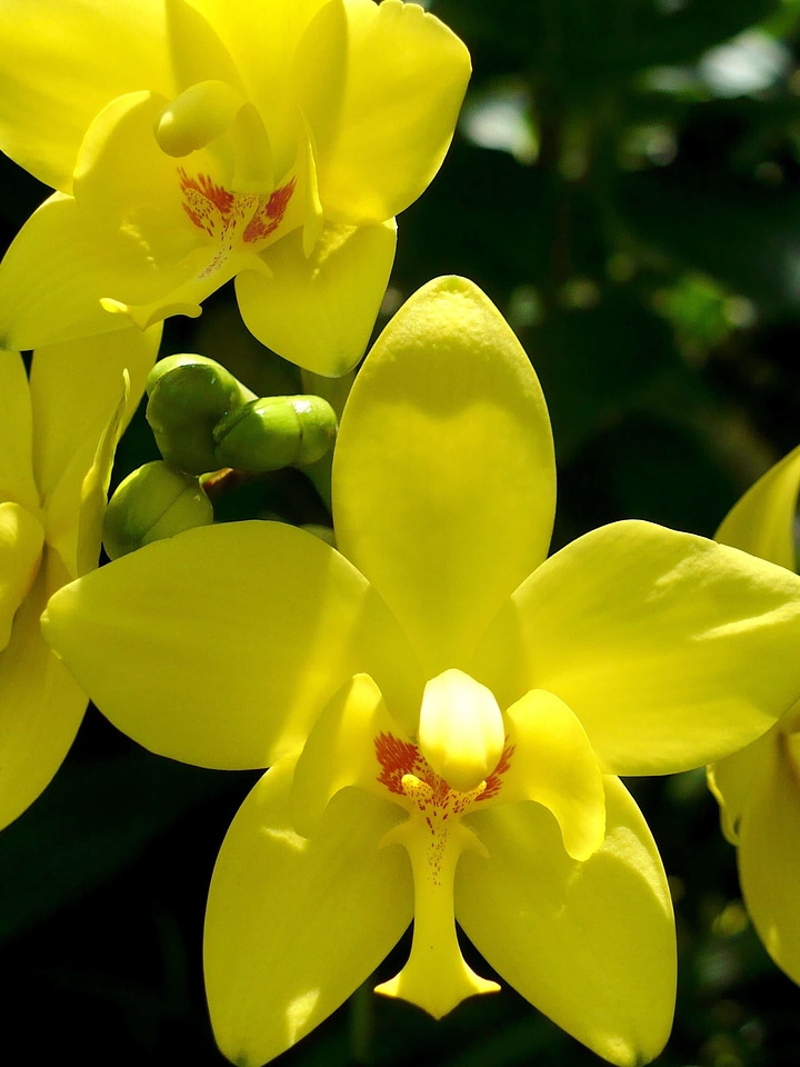 Beautiful beautiful flowers bloom