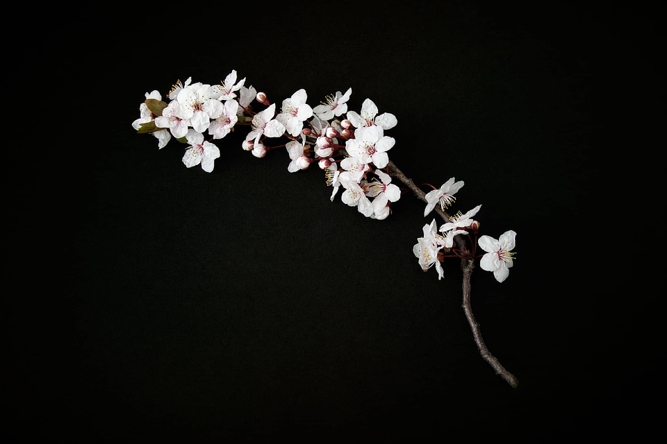 Apple beautiful flowers bloom
