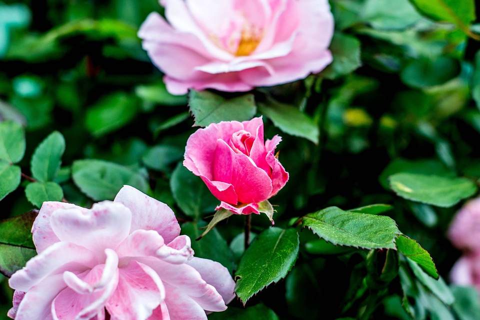 Beautiful beautiful flowers bloom