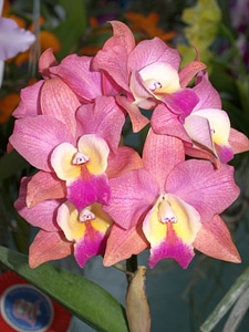 Beautiful Flowers bloom blooming