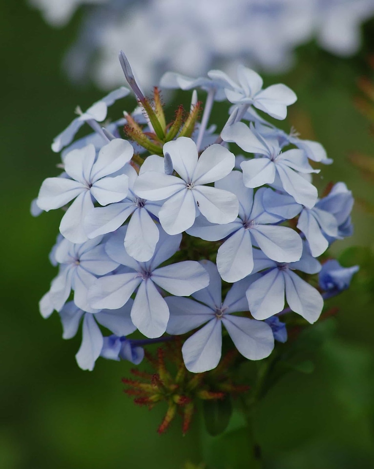 Beautiful beautiful flowers bloom