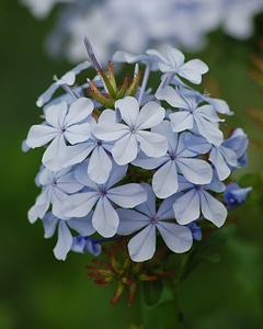 Beautiful beautiful flowers bloom
