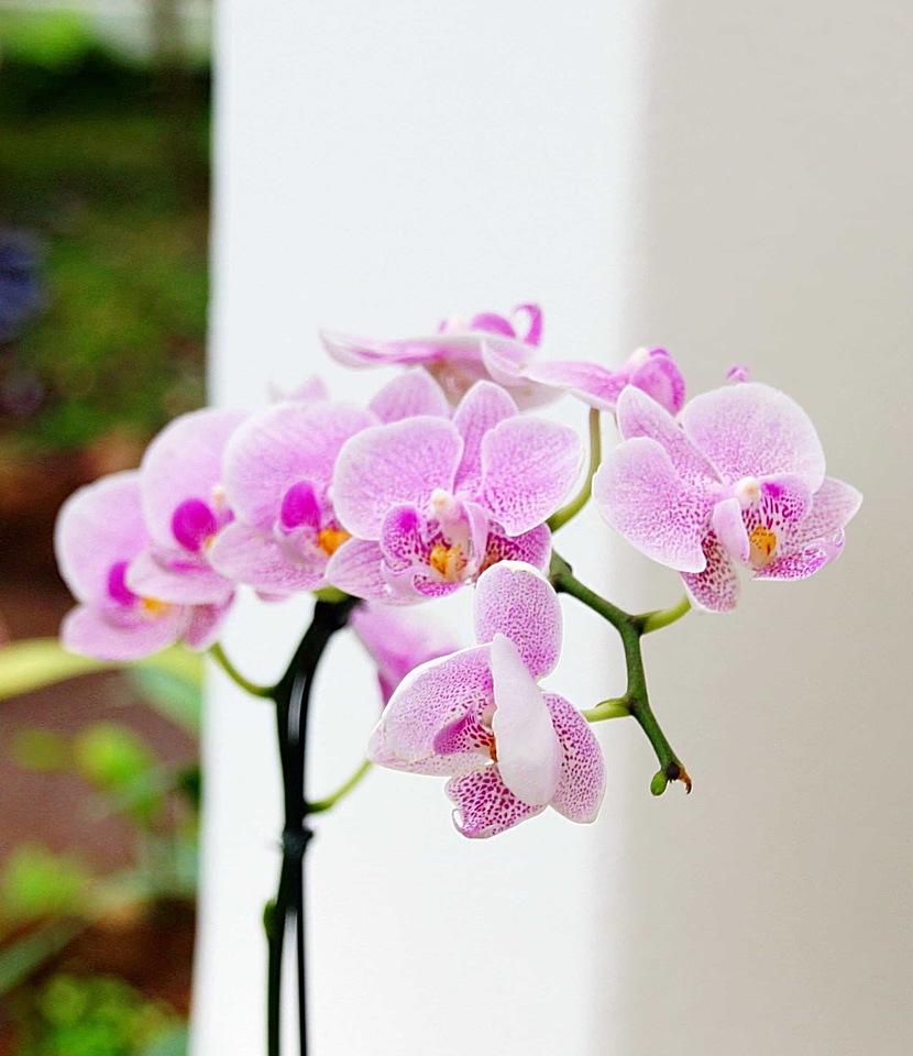 Beautiful Flowers bloom blooming