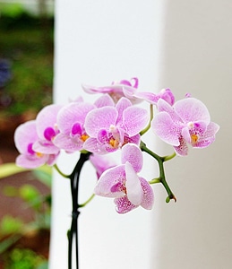 Beautiful Flowers bloom blooming