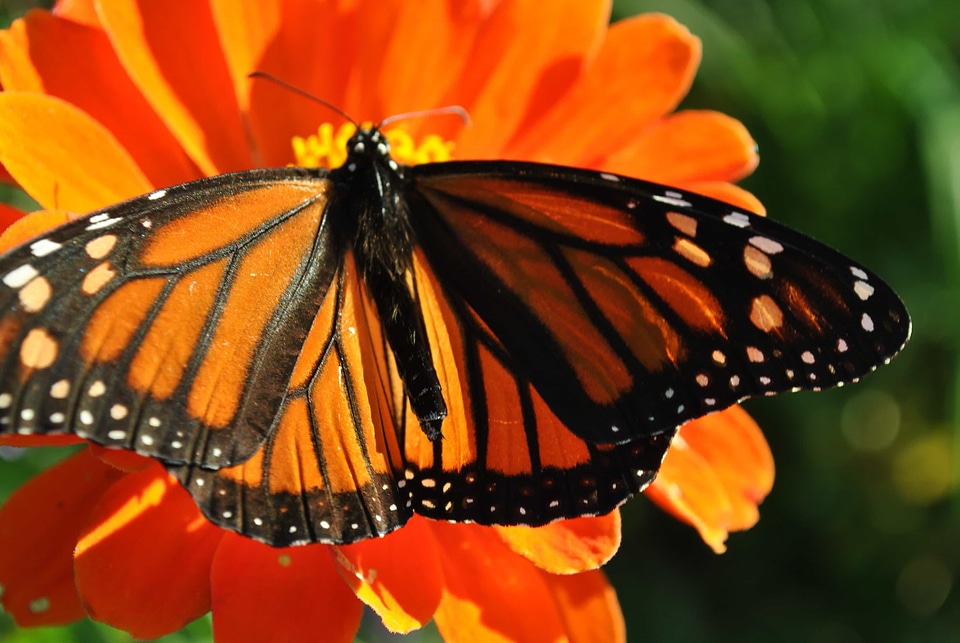 Animal arthropod beautiful flowers