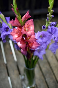 Beautiful Flowers blooming blossom