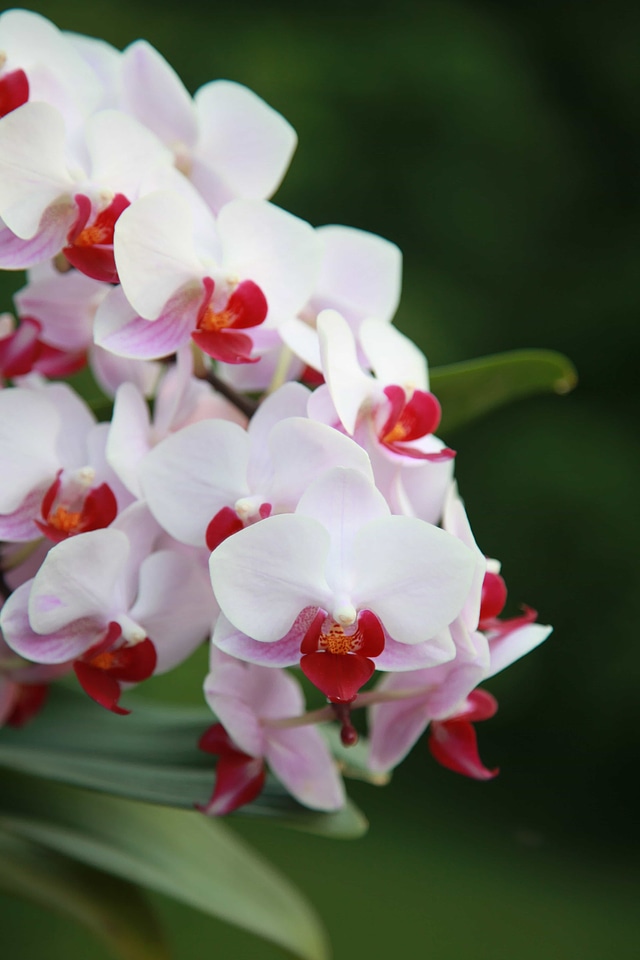 Beautiful beautiful flowers bloom