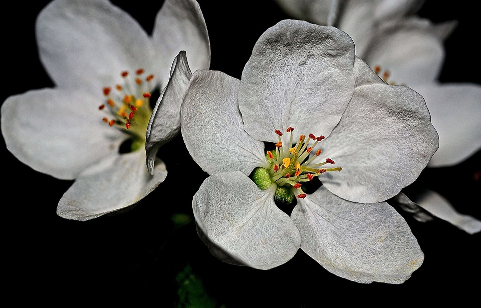 Almond apple beautiful flowers