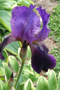 Beautiful Flowers bloom blooming