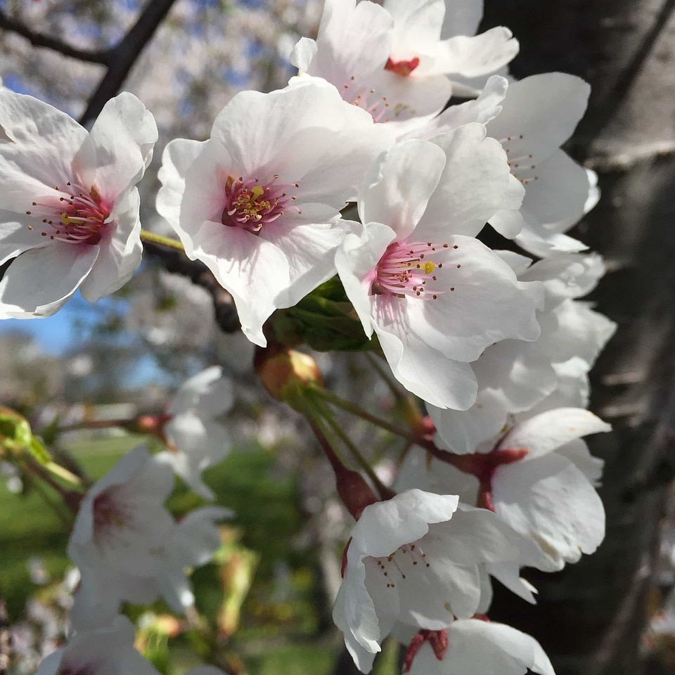Almond beautiful flowers bloom