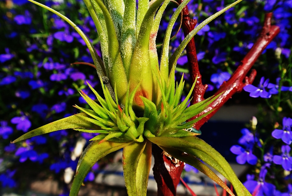 Floral plant natural