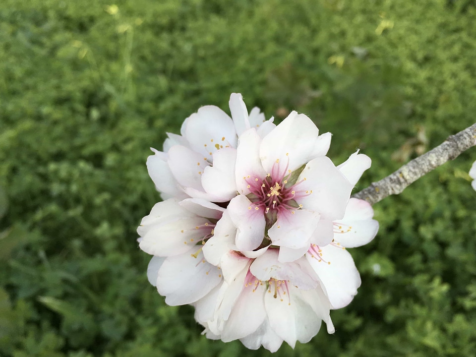 Beautiful beautiful flowers bloom