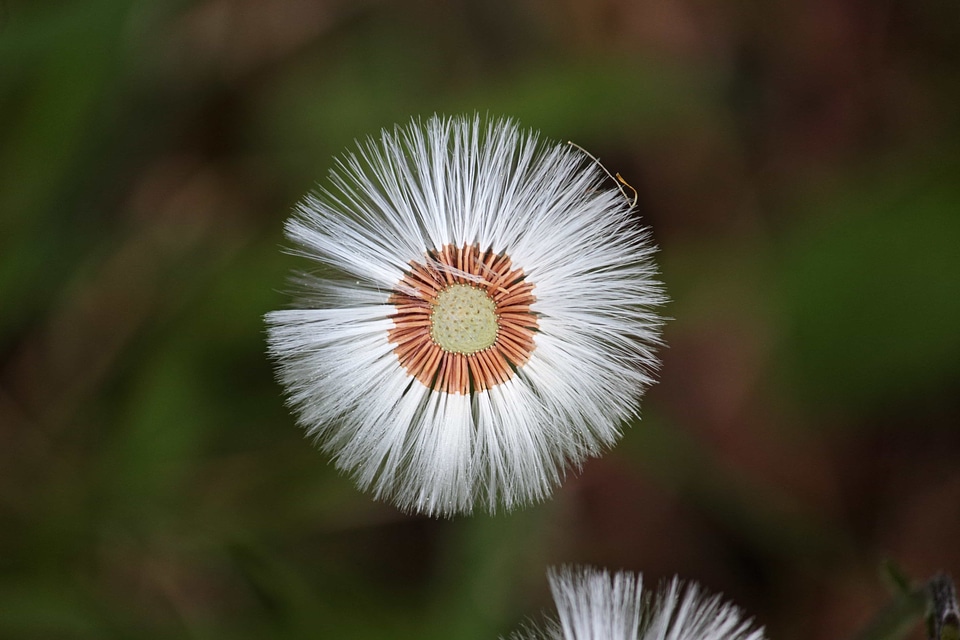 Detail flora flower