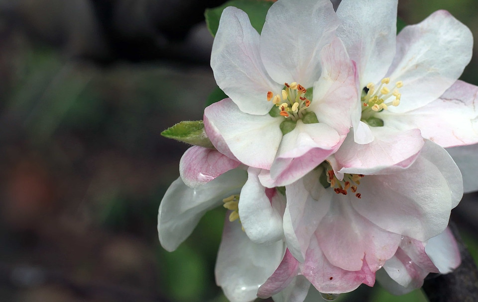 Beautiful beautiful flowers beautiful photo