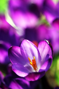 Beautiful beautiful flowers bloom