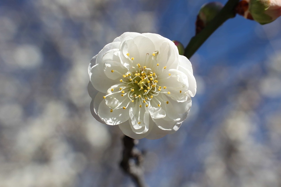 Beautiful Flowers bloom blooming