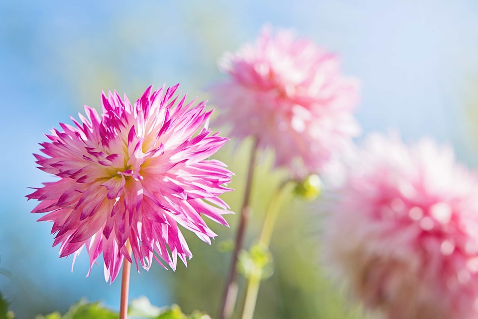 Beautiful beautiful flowers bloom