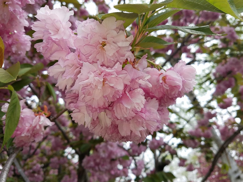 Apple beautiful flowers bloom