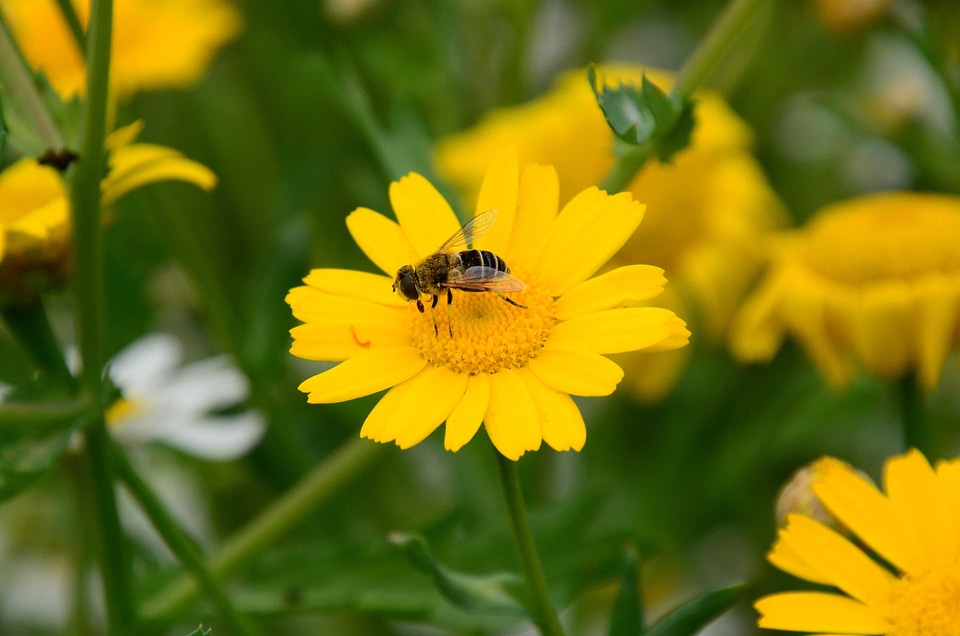 Animal arthropod beautiful flowers